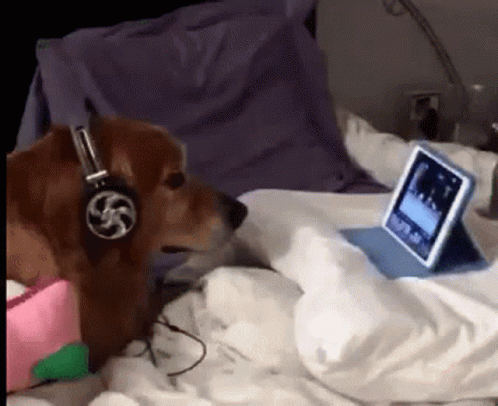 Headphones Dog Watchng GIF