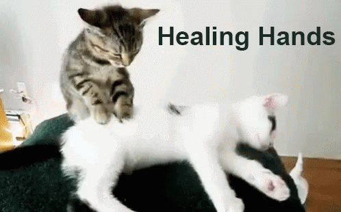 Healing Hands Cat Massaging Cat GIF