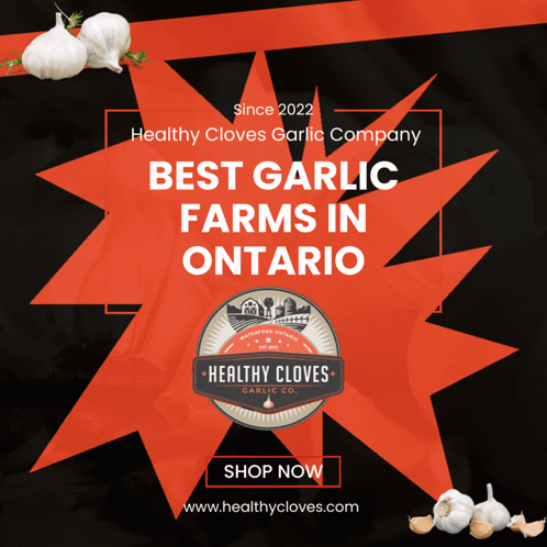 Healthy Cloves Garlic Company Best Garlic Farms in Ontario