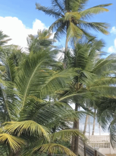 Healthy Coconut Tree GIF