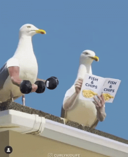Healthy Living Seagull Working Out And Reading GIF