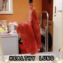 Healthy Lungs Full Of Oxygen Circulatory System GIF