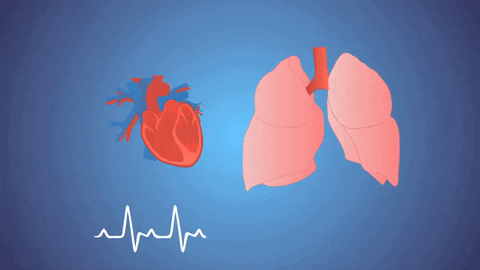 Heart And Lungs Connection Circulatory System GIF