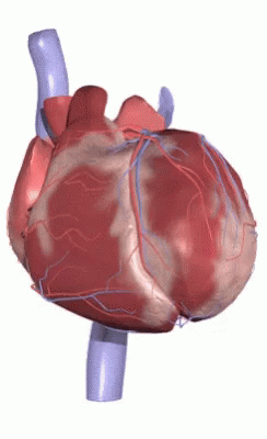 Heart Beating Circulatory System GIF