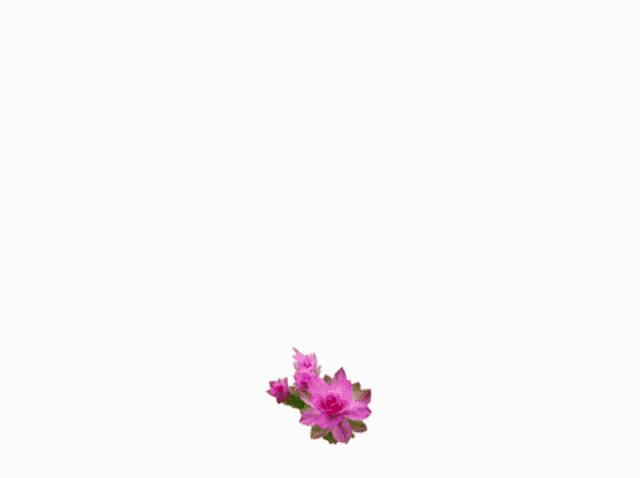 Heart Flowers Gif GIF
