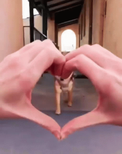 Dog Face Pop Inside Heart Hands GIF