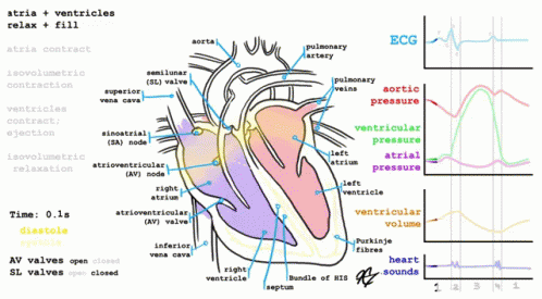 Heart Maintaining A Strong Circulatory System GIF