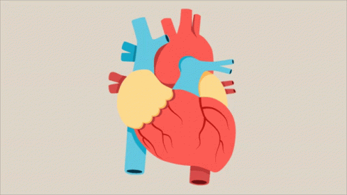 Heart Pumping Circulatory System GIF