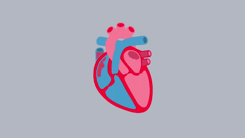 Heart's Vital Role In Circulatory System GIF