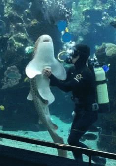 Heart With Whale Shark My Beloved