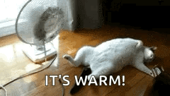 Heat Wave Passed Out Chubby Cat GIF