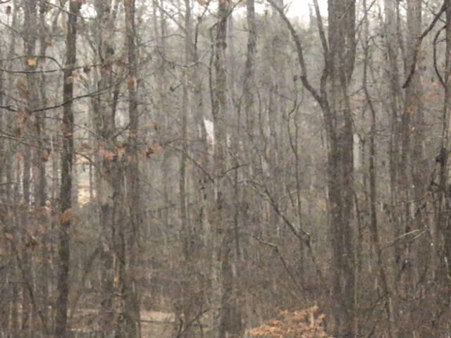 Heavily Snowing In Forrest GIF