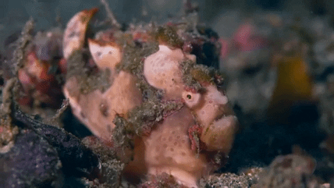 Heavy Breathing Giant Frogfish Fish GIF