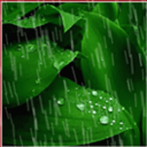 Heavy Monsoon Rains On Beautiful Green Leaves GIF