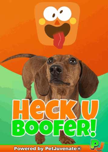 Heck U Boofer Dachshund Advertisement