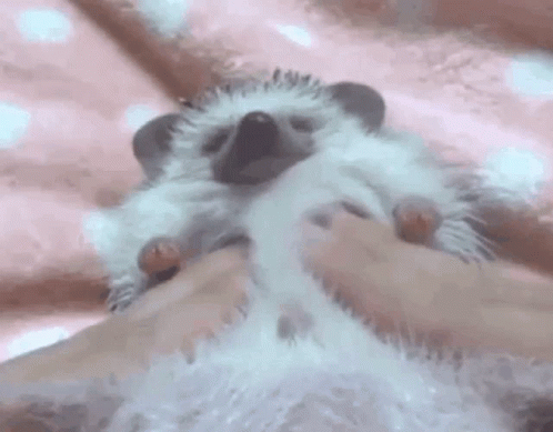 Hedgehog Having A Sensual Massage GIF