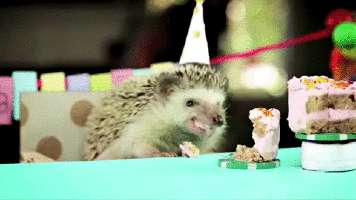 Hedgehog It's My Birthday GIF
