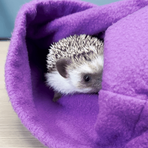 Hedgehog K Bye Hide In Cloth GIF