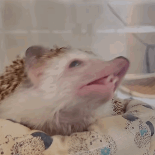 Hedgehog Yawning with Mouth Open