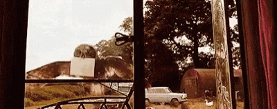 Hedwig Fail Window Landing GIF