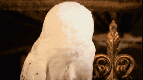 Hedwig Hello There Ultimate Giga Chad GIF