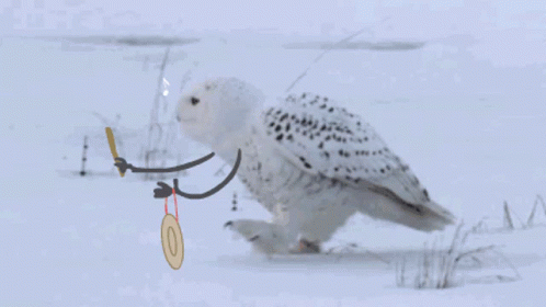 Hedwig Hitting Gong GIF