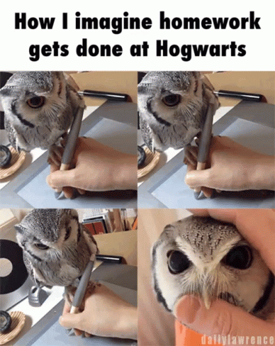 Hedwig Homework Get Done At Hogwarts GIF