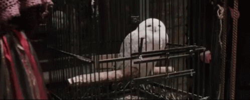 Hedwig Inside Cage GIF