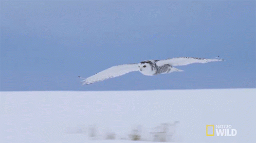 Hedwig Landing Fly GIF