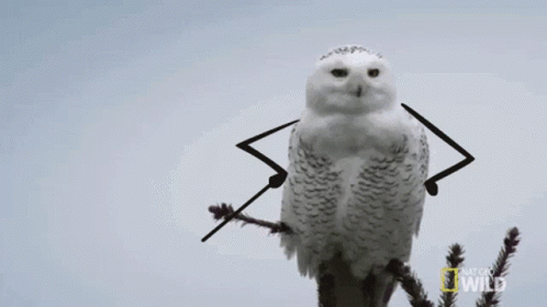 Hedwig Musician Animation GIF