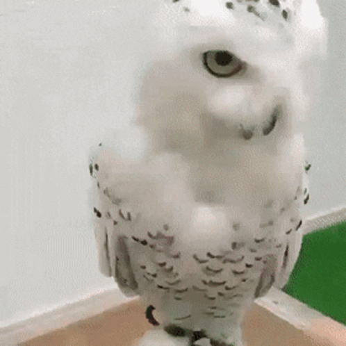 Hedwig Poking Cork GIF