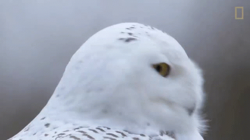 Hedwig Rotating Head GIF
