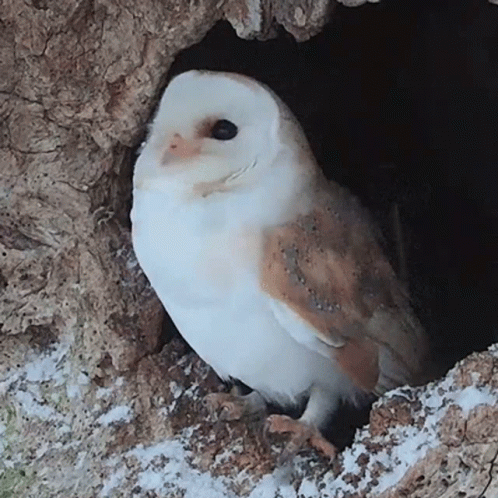 Hedwig Shaking Head GIF