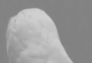 Hedwig Shocked Face GIF