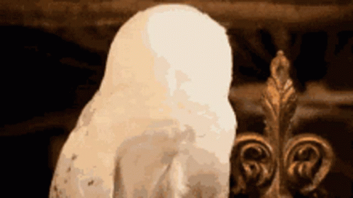 Hedwig Spinning Head GIF