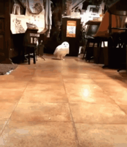 Hedwig Walking Near GIF