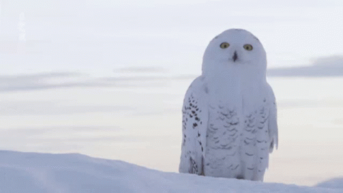 Hedwig Waving Head GIF