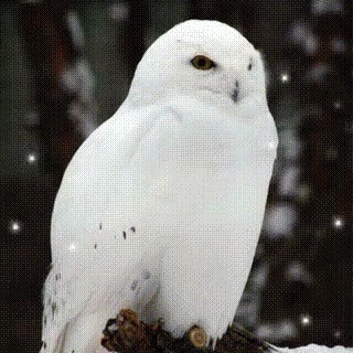 Hedwig With Glitter Effect GIF