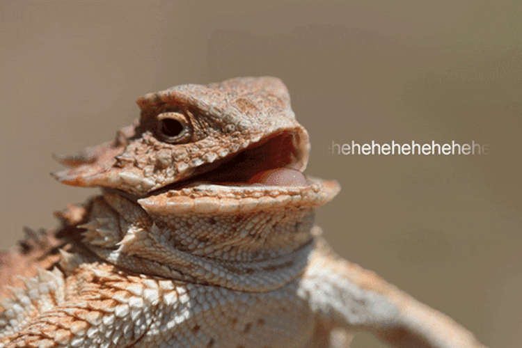 Hehehe Funny Gecko Laugh GIF