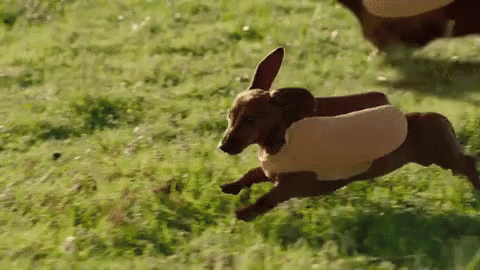 Heinz Weiner Dog GIF