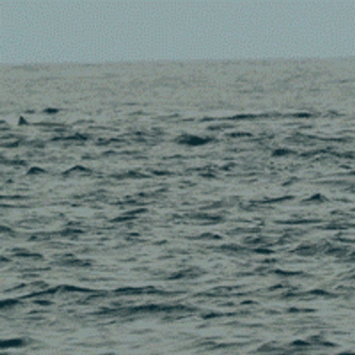 Hell Yeah Dolphin GIF