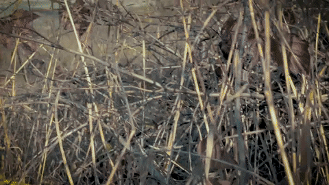 Hellcat Sports Car Grass Transition GIF