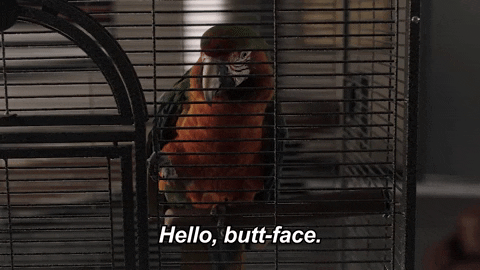 Hello Butt-face Macaw GIF