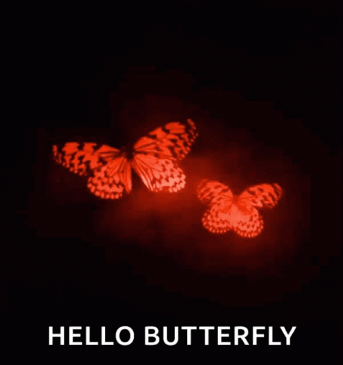 Hello Butterfly Red Aesthetic GIF