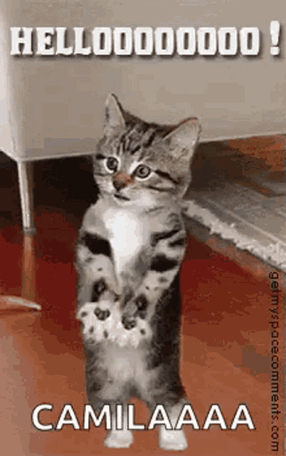 Hello Cat Gif GIF