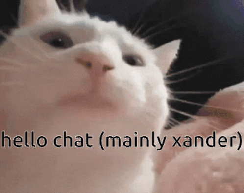 Hello Chat Mainly Xander Cat GIF