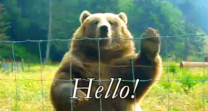Hello Cute Bear Waving GIF