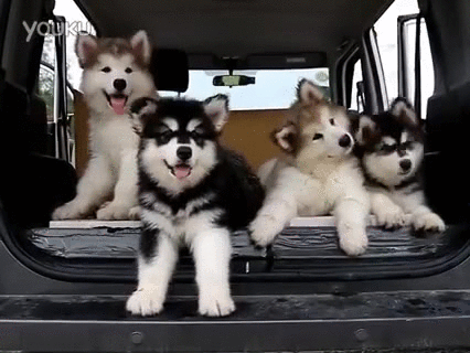 Hello Cute Puppies Car GIF