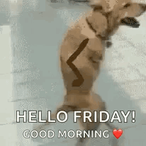 Hello Friday Cute Dog With Animated Hands GIF
