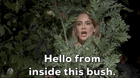 Hello From Inside This Bush GIF